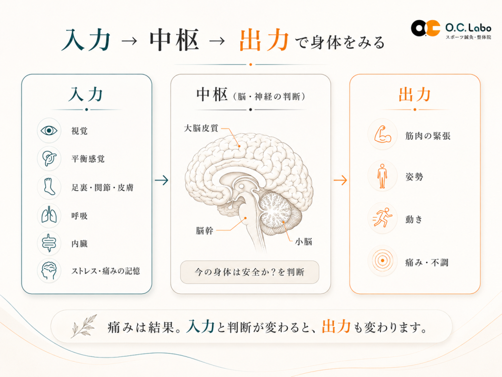 視覚や呼吸、足裏、内臓、ストレスなどの入力を脳と神経が判断し、筋肉の緊張や姿勢、動き、痛みとして出力される流れを示した図