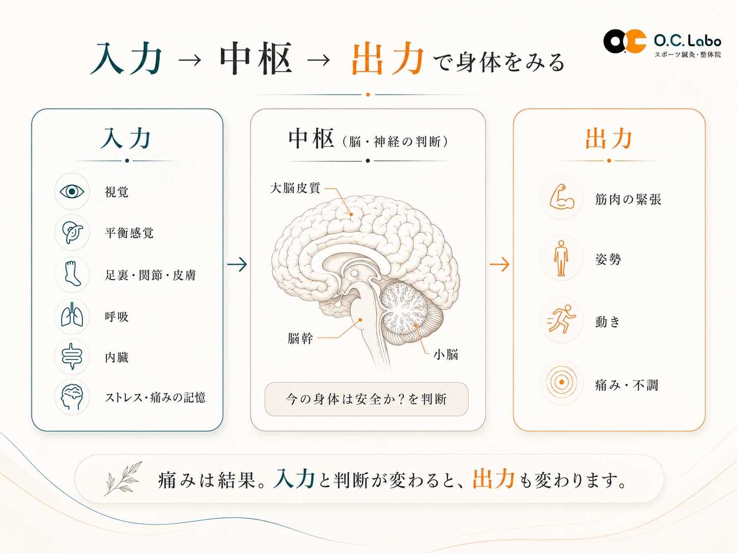 OCLの身体の見方:入力・中枢・出力
