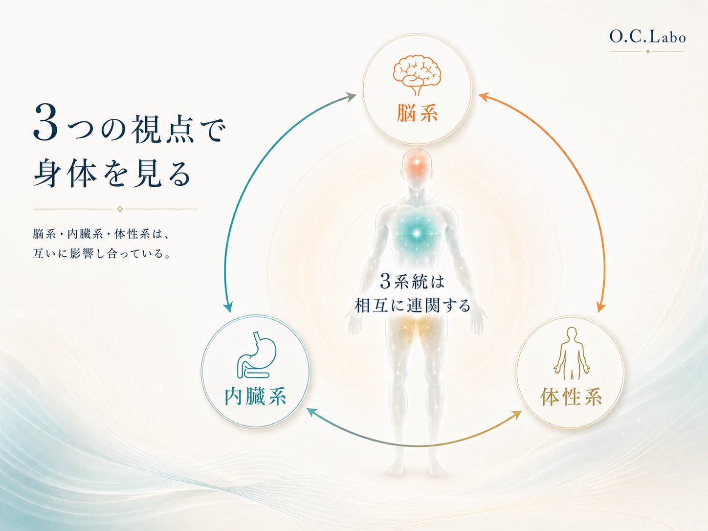 O.C.Laboが身体を見る脳系、内臓系、体性系の3つの視点が相互に関連していることを示した図