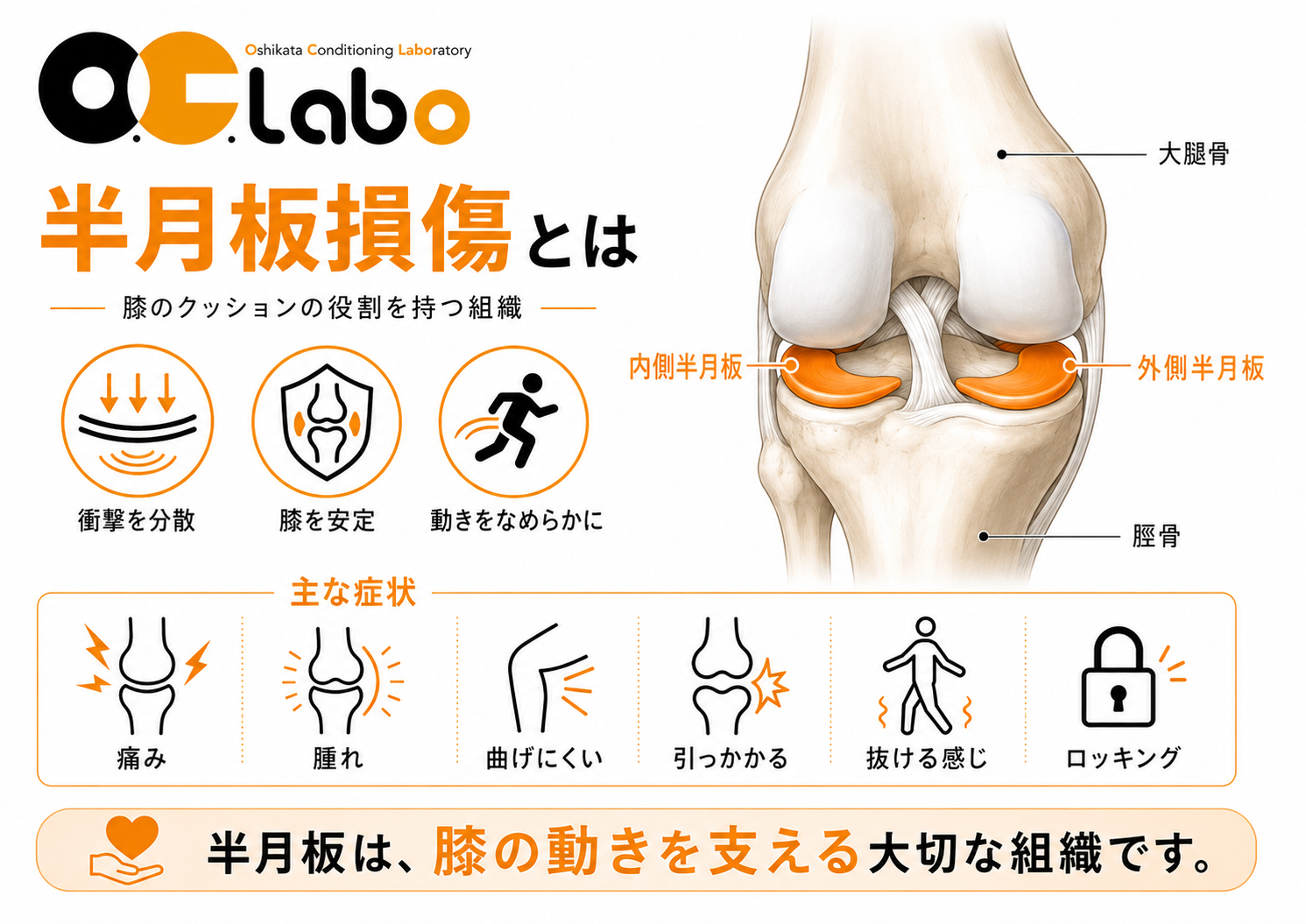 膝関節の内側半月板と外側半月板の位置と役割