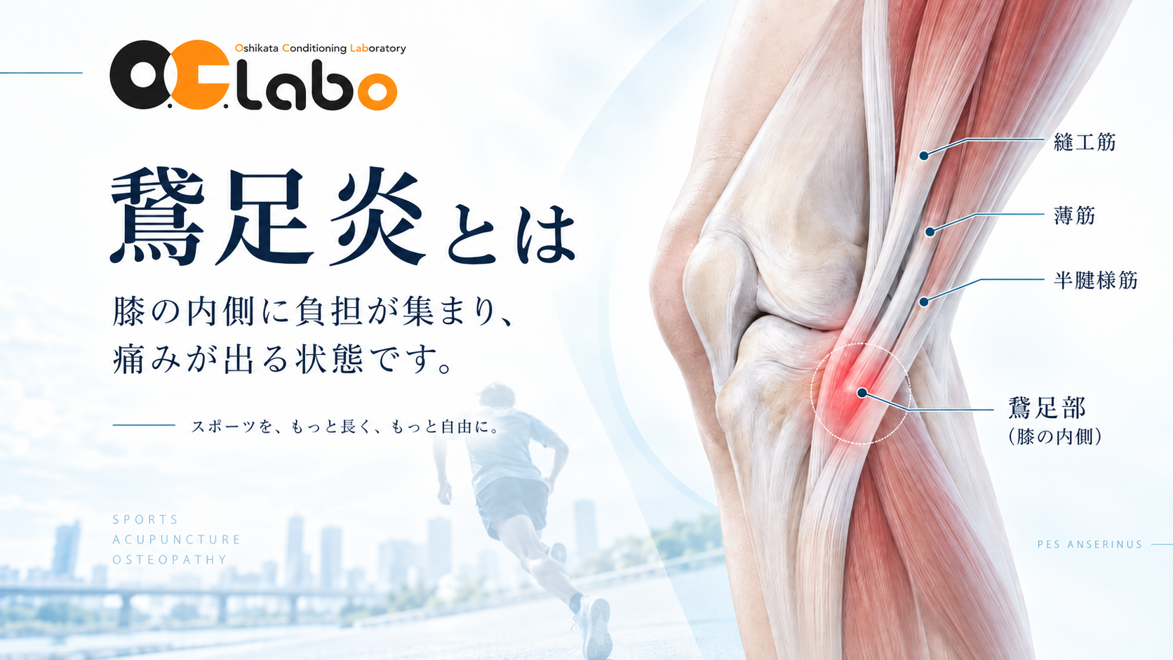 鵞足の位置と膝の内側の痛み